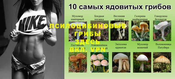 ГАЛЛЮЦИНОГЕННЫЕ ГРИБЫ Аркадак